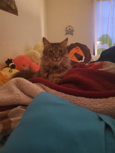 spring hill lost and found