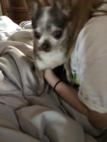 spring hill lost and found