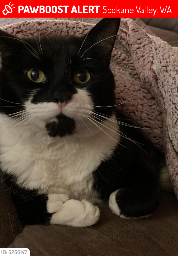 Lost Male Cat in Spokane Valley, WA 99206 Named Thumbz (ID 6266147