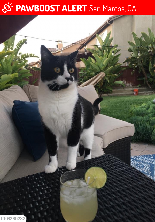 Lost Male Cat in San Marcos, CA 92069 Named Oreo (ID ...