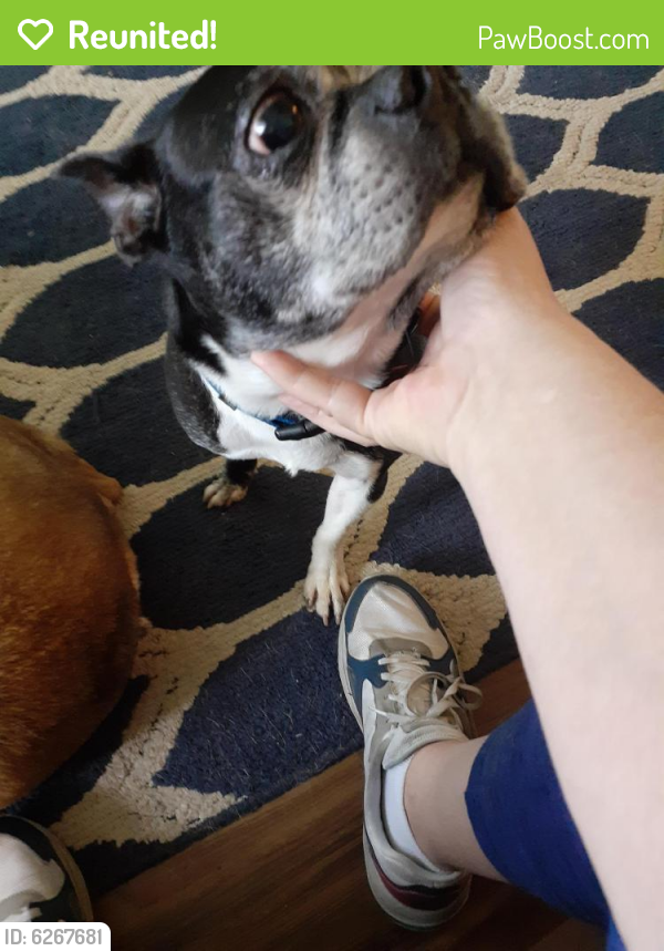 Reunited Male Dog in Lakewood Park, FL 34951 (ID: 6267681 ...