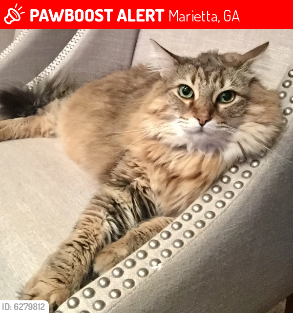 Lost Female Cat in Marietta, GA 30067 Named Piper (ID: 6279812) | PawBoost