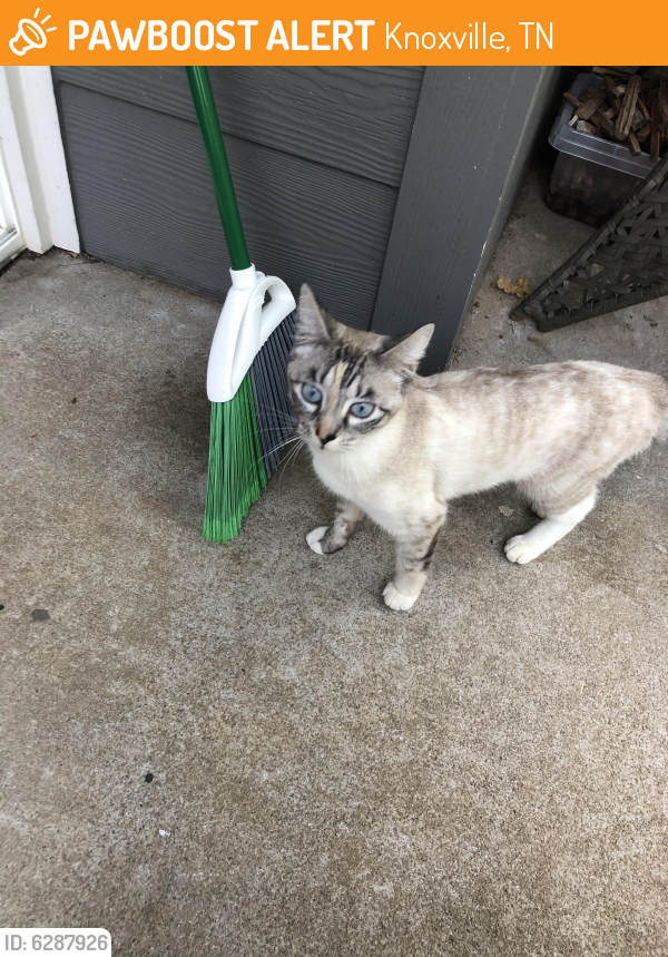 Found/Stray Female Cat in Knoxville, TN 37909 (ID 6287926) PawBoost