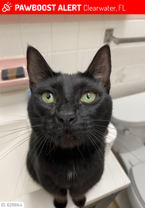 Lost Female Cat in Clearwater, FL 33764 Named Una (ID 6289144) PawBoost