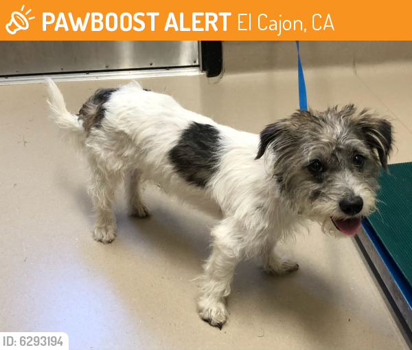 Rehomed Male Dog in El Cajon, CA 92021 (ID 6293194) PawBoost