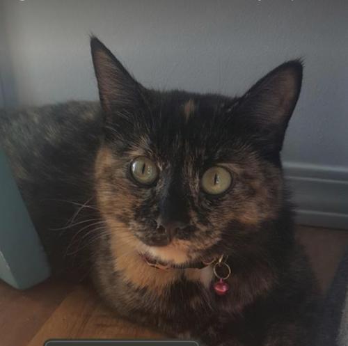 lost and found red deer