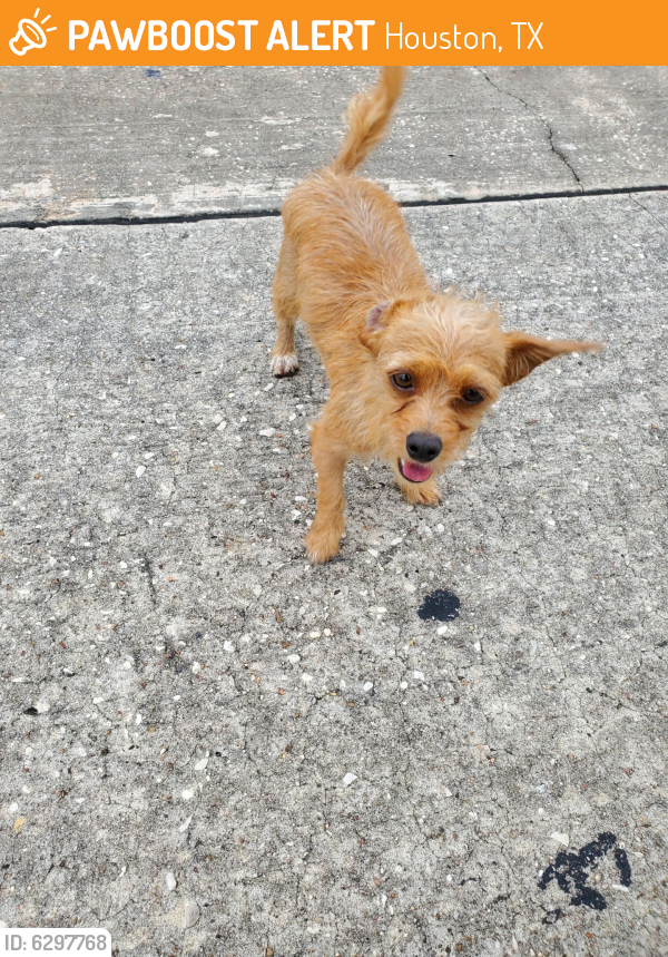 Found/Stray Dog in Houston, TX 77066 (ID 6297768) PawBoost