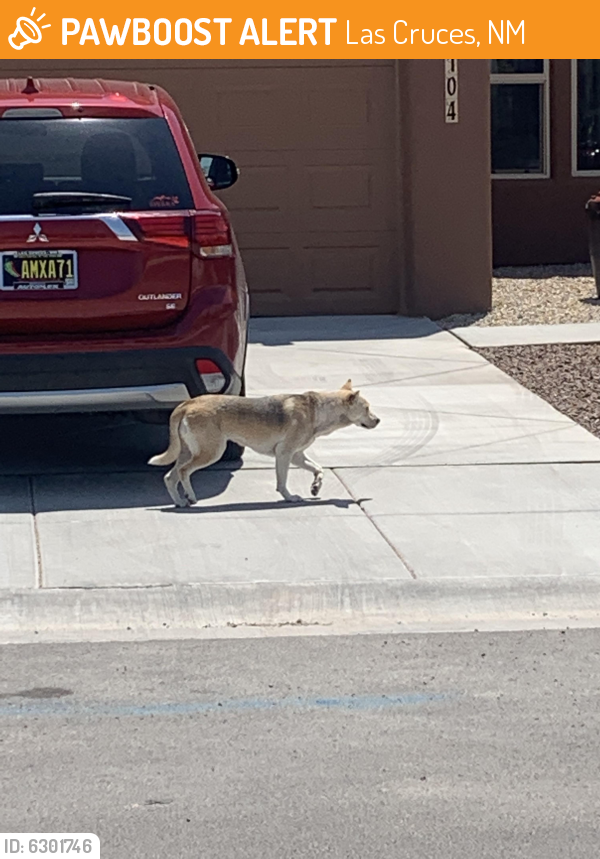 Found/Stray Dog in Las Cruces, NM 88012 (ID 6301746) PawBoost
