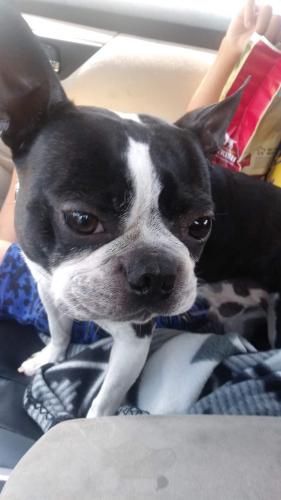 Found/Stray Male Dog last seen Chesapeake Blvd, Norfolk, VA 23510