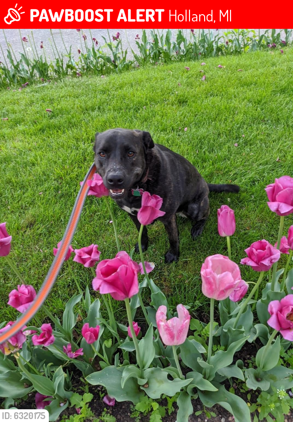 Lost Female Dog in Holland, MI 49423 Named Rigby (ID: 6320175) | PawBoost