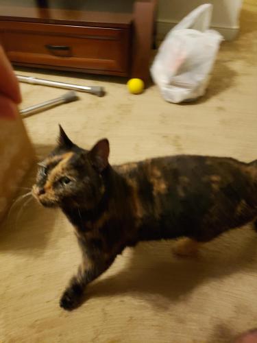 lost and found cats va