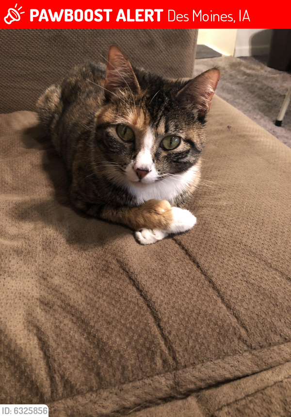 Lost Female Cat in Des Moines, IA 50317 Named Mittens (ID ...
