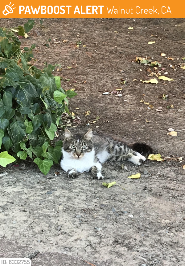 Found/Stray Cat in Walnut Creek, CA 94597 (ID 6332755) PawBoost