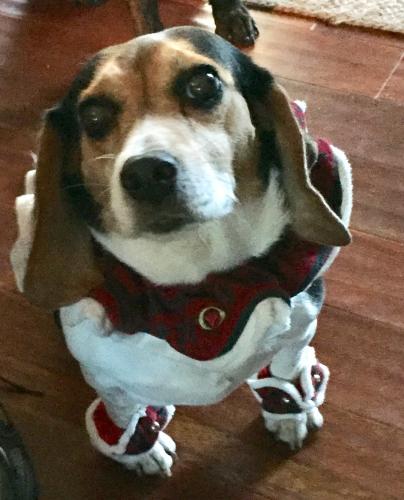 Lost Female Dog last seen Round Hill Drive, Virginia Beach Virginia, Virginia Beach, VA 23464