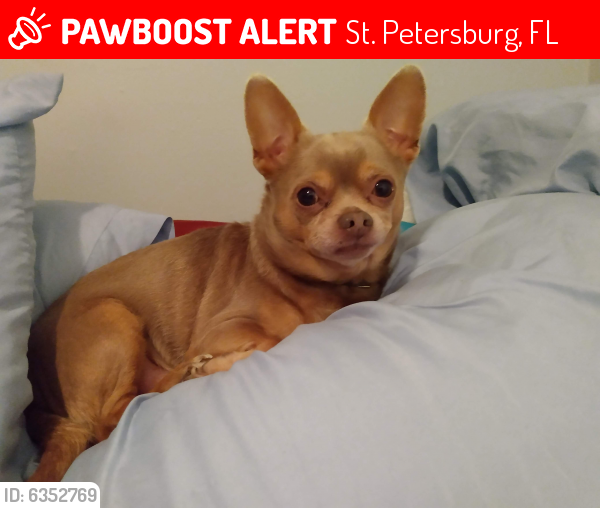 Lost Male Dog in St. Petersburg, FL 33705 Named Lokey (ID ...