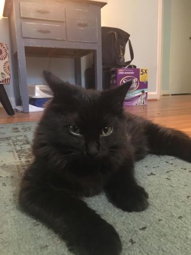 lost and found cats va