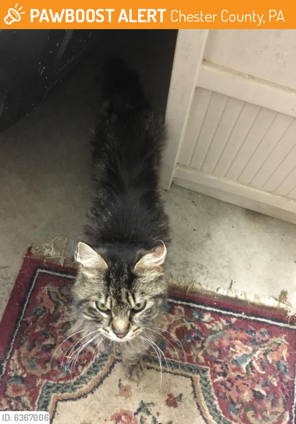 Found/Stray Cat in Chester County, PA 19320 (ID 6367006) PawBoost