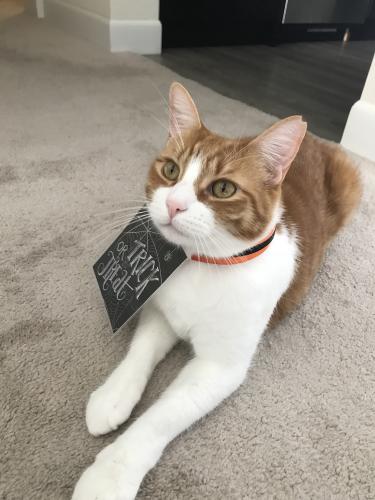 Get Toby Home Inc Volunteer Lost Dog Search Rescue Group