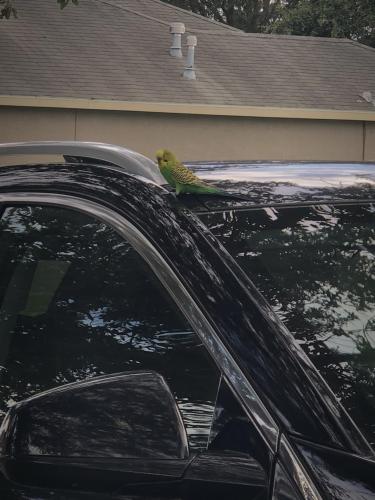 spring hill lost and found