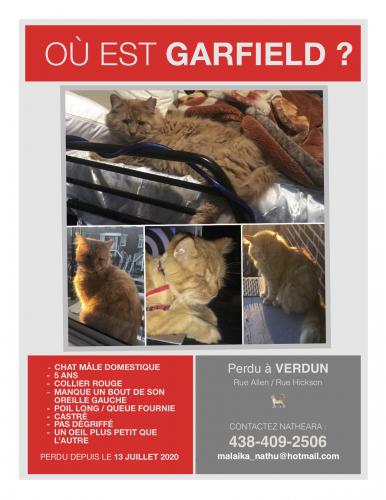 Lost Found Dogs Cats And Pets In Montreal Qc J0l 1b0 Page 2 Pawboost