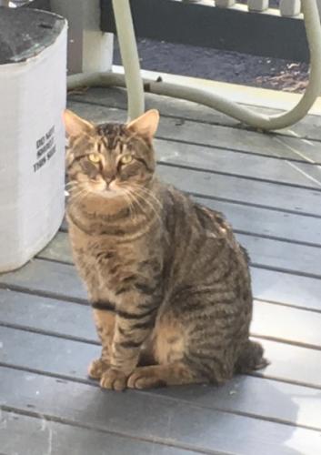 Found/Stray Male Cat last seen Military HWY Northampton blvd, Norfolk, VA 23502