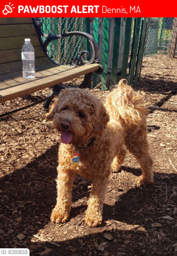 lost a dog called bear