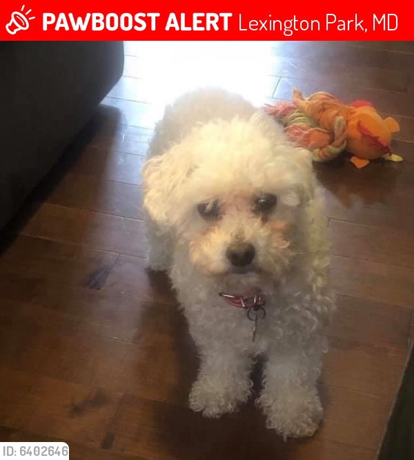 Lost Female Dog in Lexington Park, MD 20634 Named Carly ...