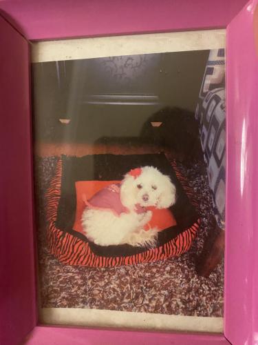 pets market santa ana