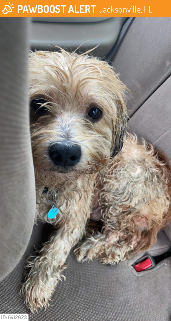 Found/Stray Dog in Jacksonville, FL 32201 (ID 6412023) PawBoost