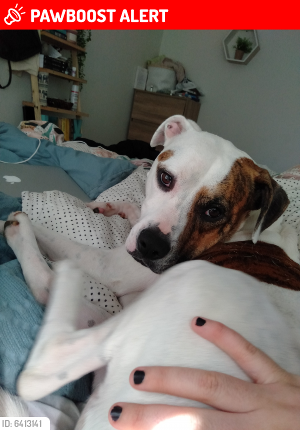 lost a dog called bear