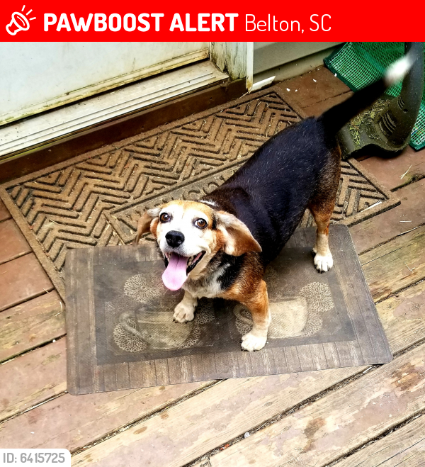 Lost Male Dog in Belton, SC 29627 Named Charlie (ID 6415725) PawBoost