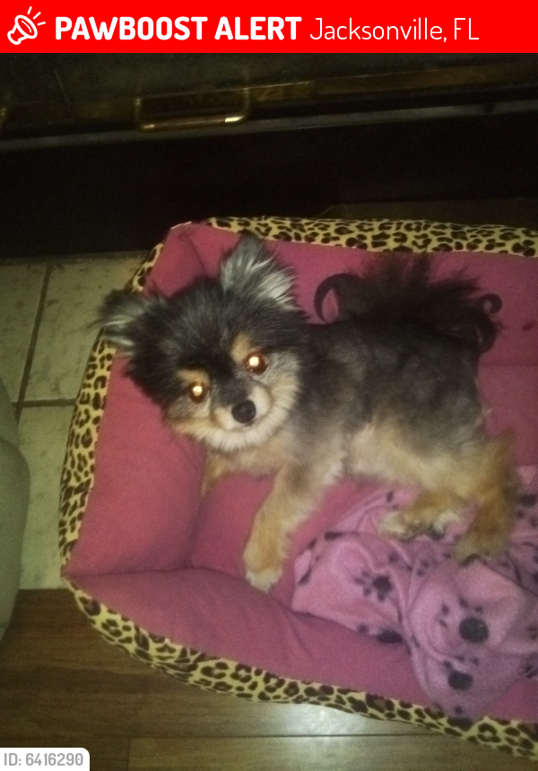 Lost Female Dog in Jacksonville, FL 32257 Named Gracie (ID