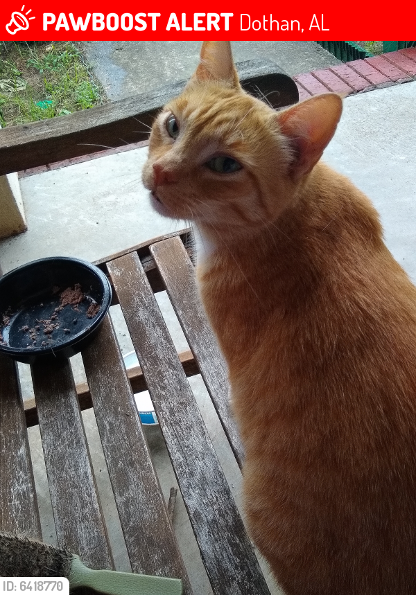 Lost Female Cat in Dothan, AL 36305 Named Yella (ID ...