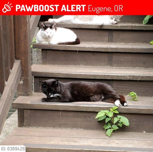 Lost Male Cat in Eugene, OR 97408 Named Ernie (ID 6369426) PawBoost