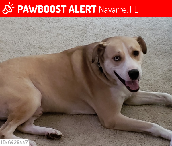 Lost Male Dog in Navarre, FL 32566 Named Hawkeye (ID: 6429447) | PawBoost