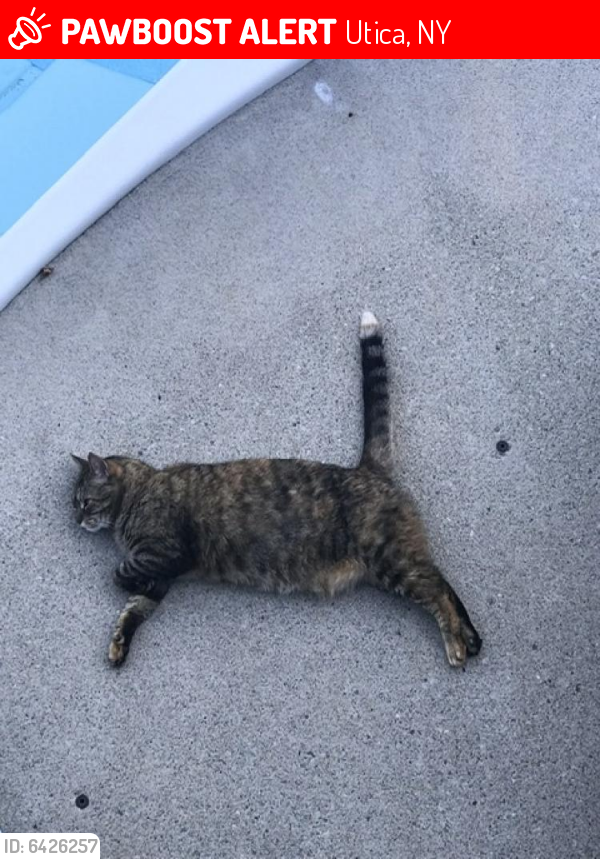 Lost Female Cat in Utica, NY 13501 Named Pickles (ID 6426257) PawBoost