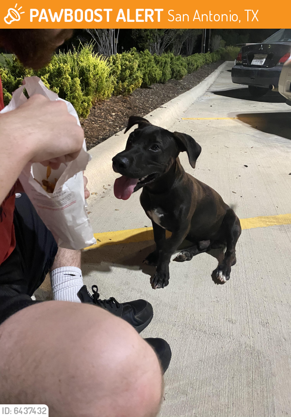 Found Stray Male Dog In San Antonio TX 78202 ID 6437432 PawBoost found-stray-male-dog-in-san-antonio-tx-78202-id-6437432-pawboost