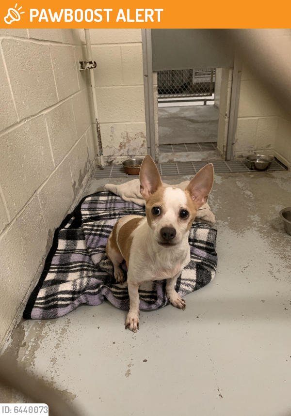 Found/Stray Male Dog in Jacksonville Beach, FL 32250 (ID 6440073