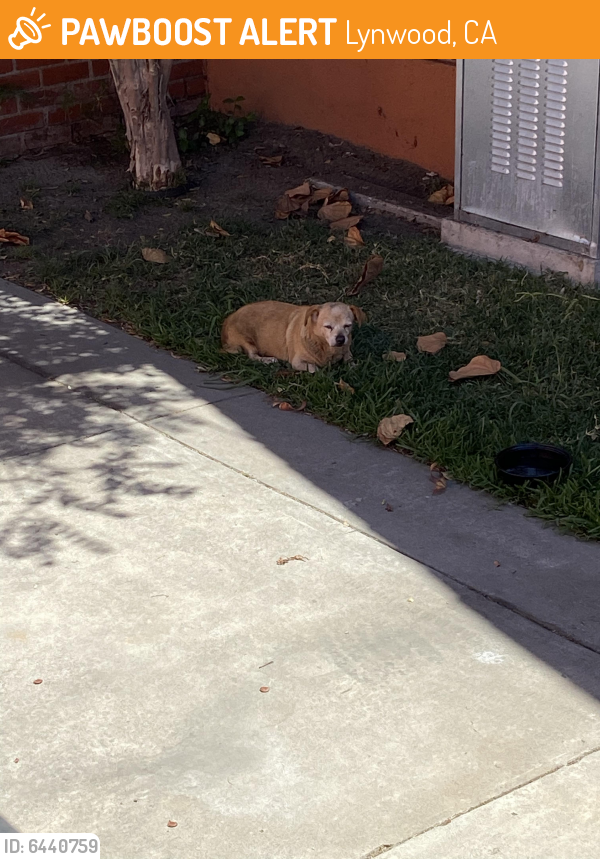 Found/Stray Dog in Lynwood, CA 90262 (ID: 6440759) | PawBoost