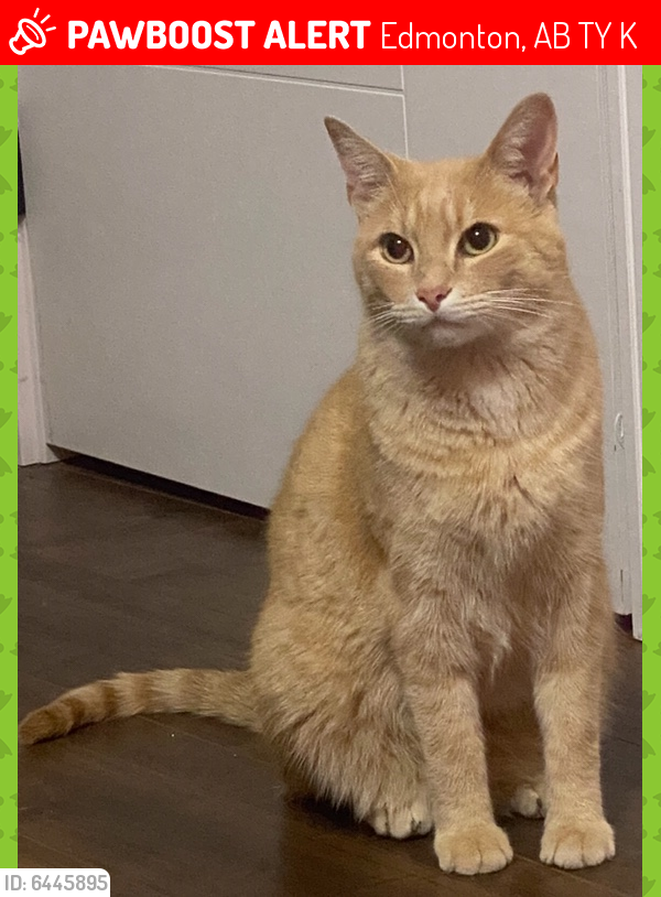 Lost Male Cat in Edmonton, AB T5Y 0K8 Named Tommy (ID 6445895) PawBoost