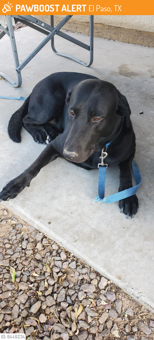 Found/Stray Male Dog in El Paso, TX 79938 (ID: 6446234 ...