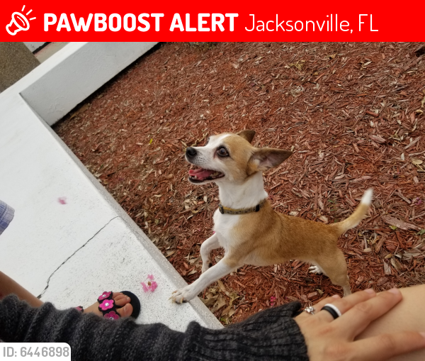 Lost Female Dog in Jacksonville, FL 32225 Named Blanky (ID 6446898