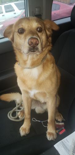 mat su lost and found pets