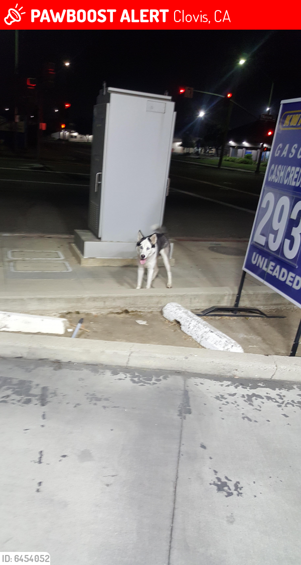 Lost Male Dog in Clovis, CA 93612 Named Unknown (ID 6454052) PawBoost