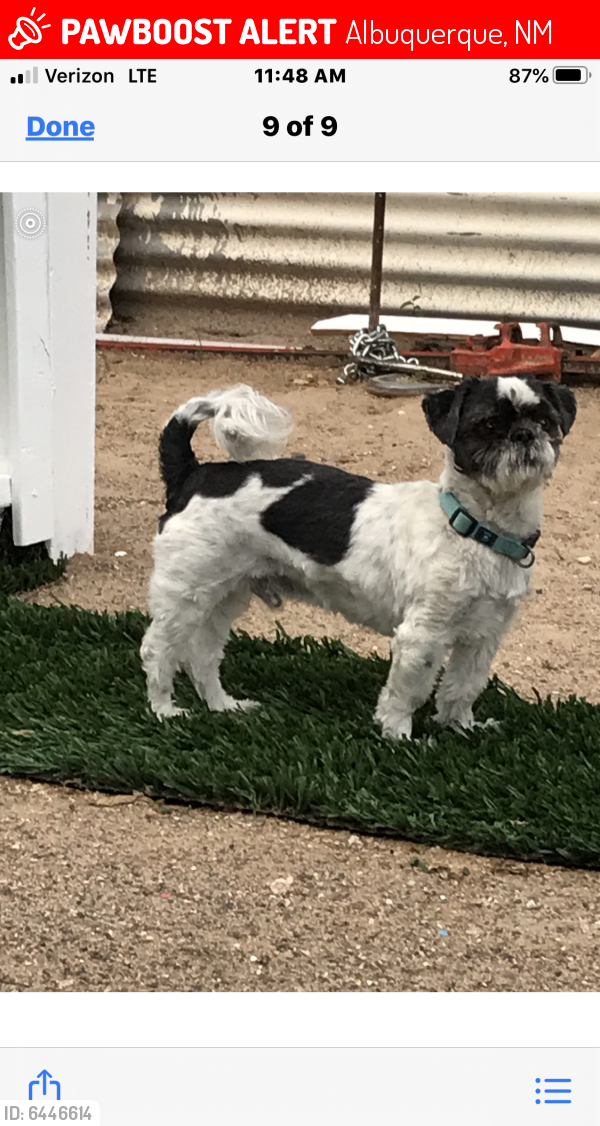 Lost Male Dog in Albuquerque, NM 87121 Named Mickey (ID ...