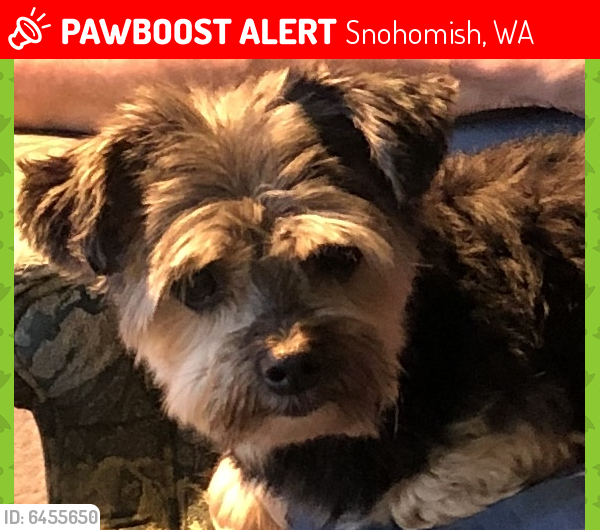 Lost Female Dog in Snohomish, WA 98296 Named Georgia (ID: 6455650) | PawBoost