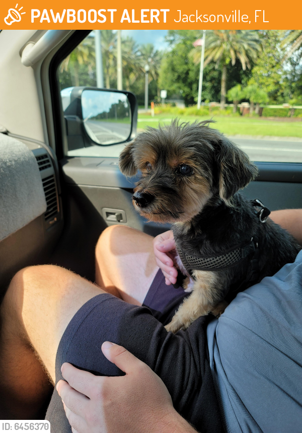 found-stray-male-dog-in-jacksonville-fl-32246-id-6456370-pawboost