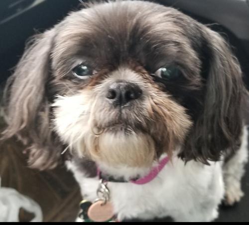 lost dog scarborough