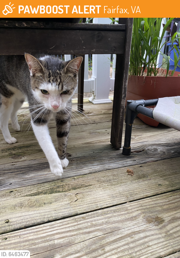 Found/Stray Male Cat in Fairfax, VA 22032 (ID 6463477) PawBoost