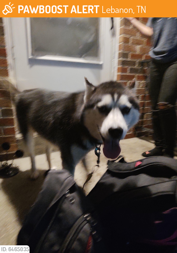 Found Stray Dog In Lebanon TN 37087 ID 6465035 PawBoost found-stray-dog-in-lebanon-tn-37087-id-6465035-pawboost